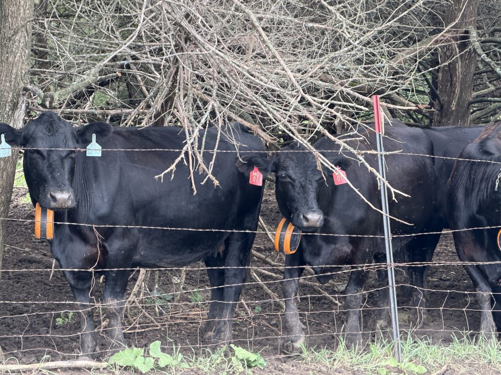 Cattle equipped with orange virtual-fencing collars
