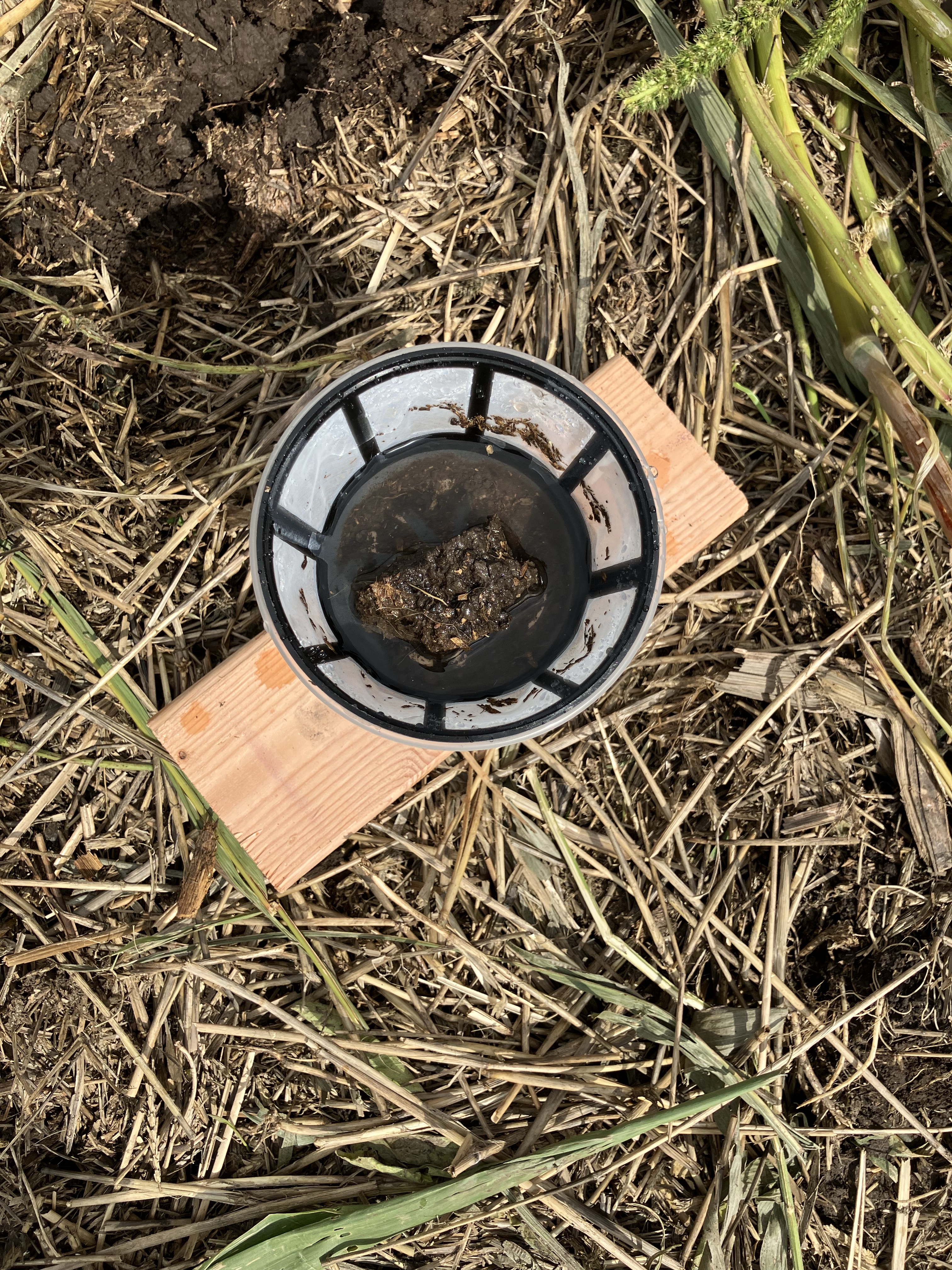 Soil material examined during a hands-on soil health assessment.
