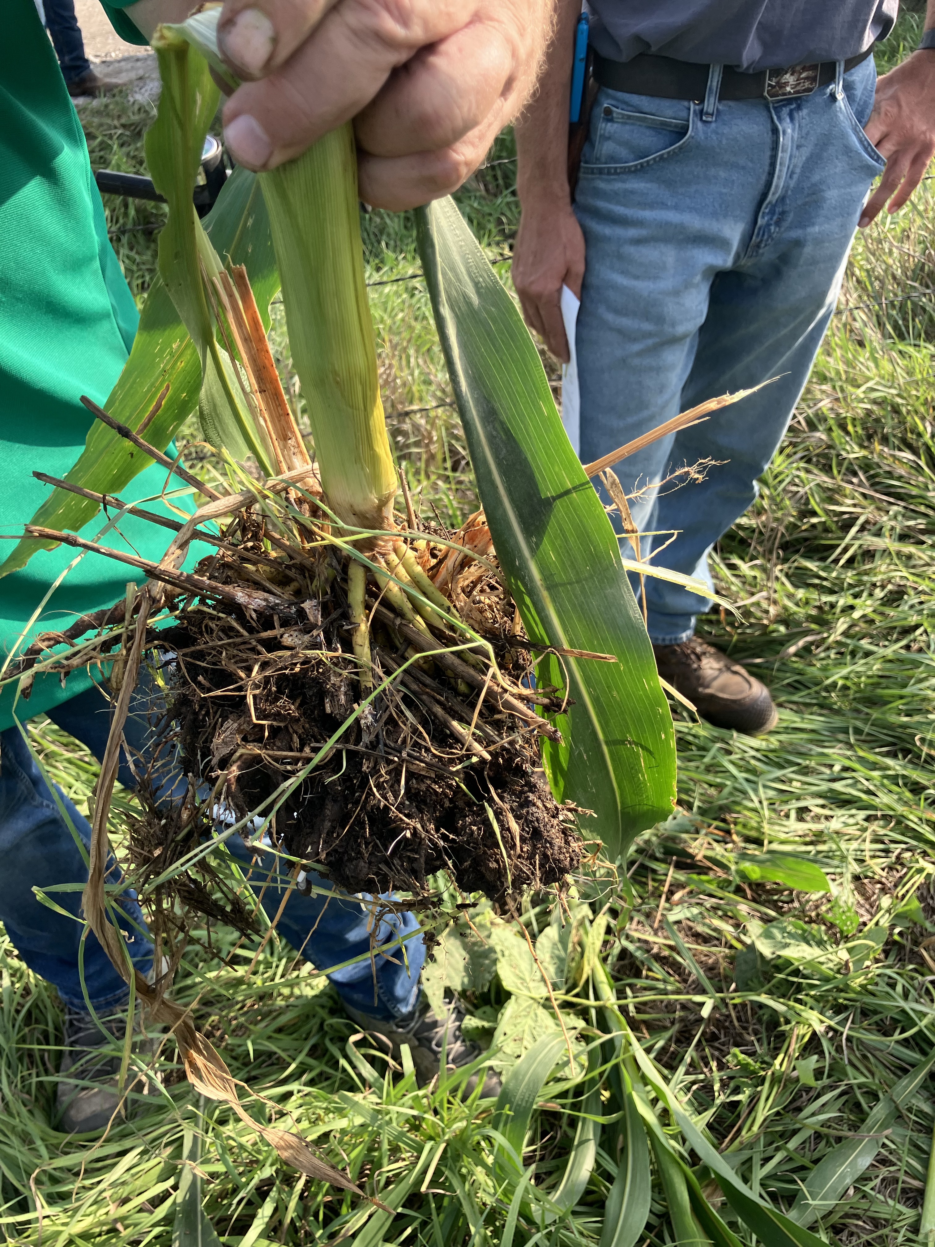 Participants examine plant roots and soil structure during a field demonstration.